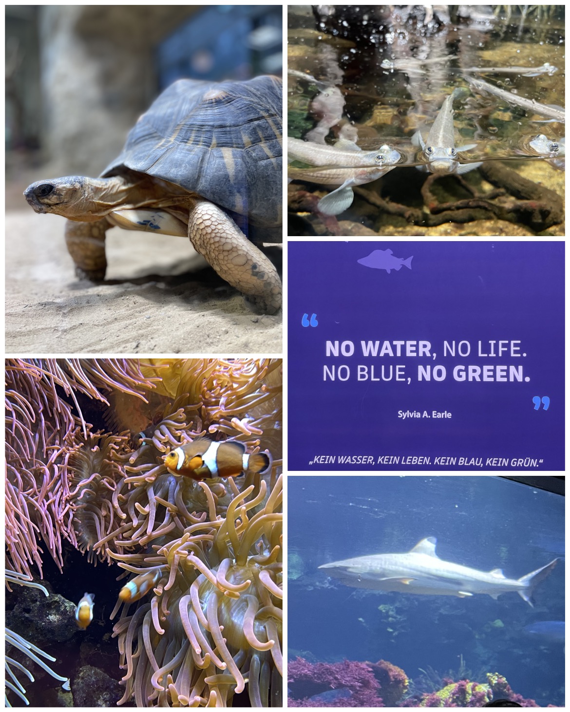 Aquariumsbesuch Wahlpflicht Geo